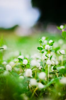 the flower grass ,background