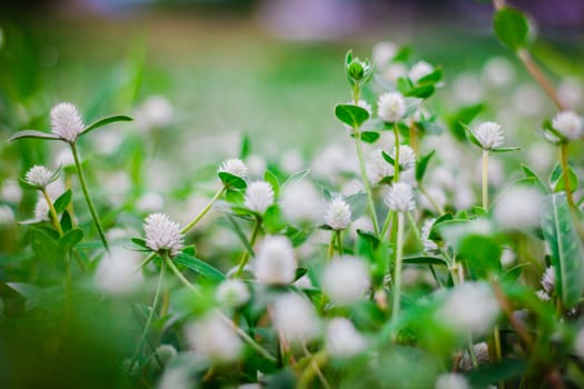 the flower grass ,background