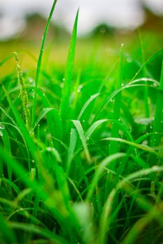 the Green grass  leaf with rain drop, background