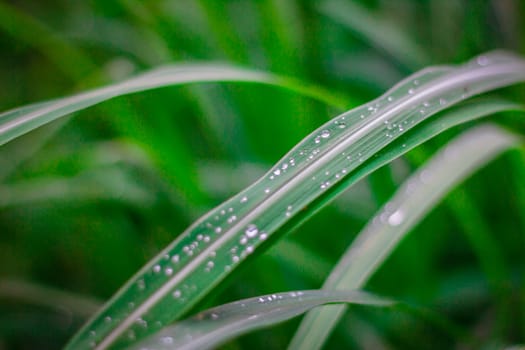 the Green grass  leaf with rain drop, background