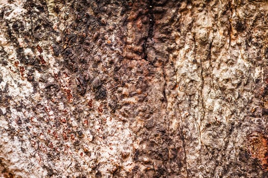 the Bark of Old Wood Tree Texture Background Pattern