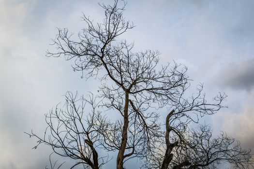 the  dry branch tree with dark clound background