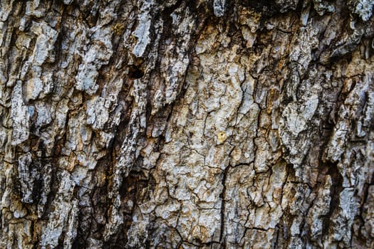 the Bark of Old Wood Tree Texture Background Pattern