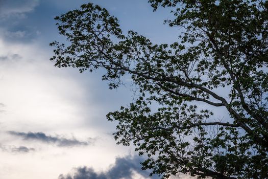 silhouette of the tree with  sky background