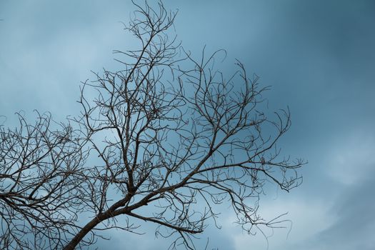 the  dry branch tree with dark clound background
