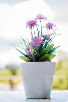 the flower in a flower pot on an white table with background