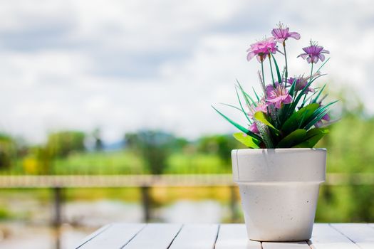 the flower in a flower pot on an white table with background