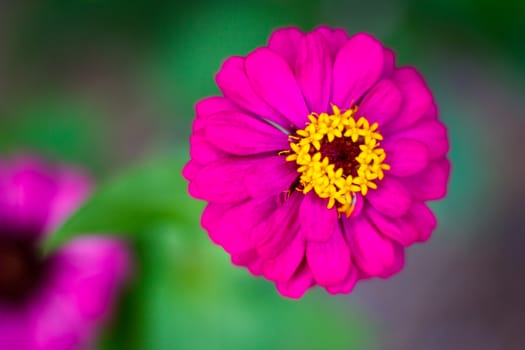 the background, flower garden