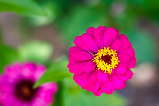 the background, flower garden