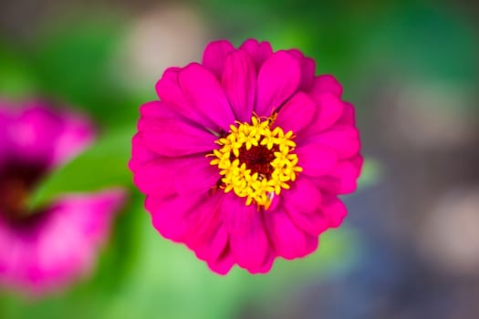 the background, flower garden