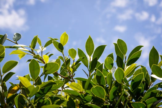 Green leaves and blue sky with clound