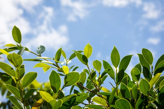 Green leaves and blue sky with clound