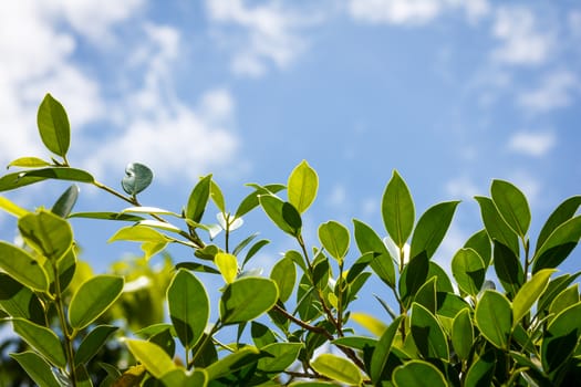 Green leaves and blue sky with clound