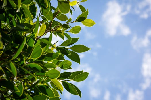 Green leaves and blue sky with clound