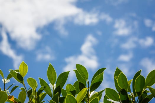 Green leaves and blue sky with clound