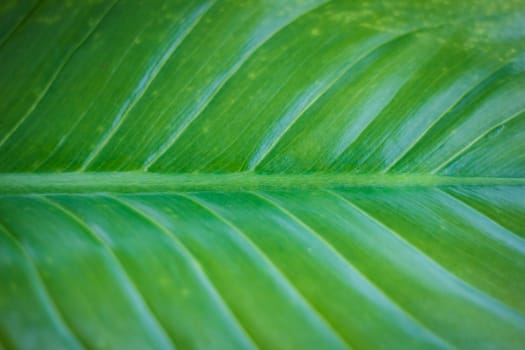 the Texture of a green leaf as background