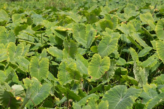 Field of Green Elephant Ear Leaves (Colocasia)