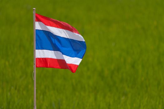 Thaiflag with rice field background