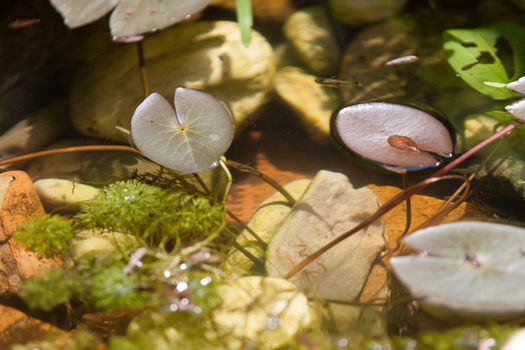 Small Lotus leaf in fish pond with clear water and many plants