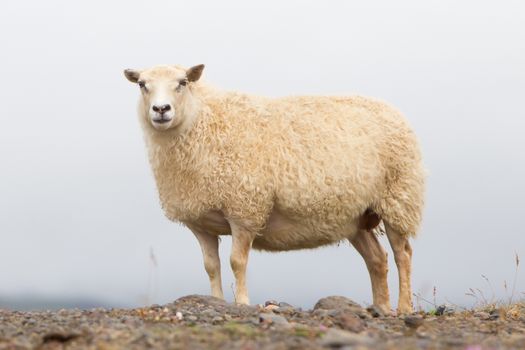 Single Icelandic sheep in the typical Icelandic scenery