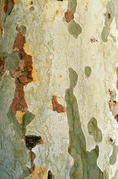 London plane tree bark pattern natural texture