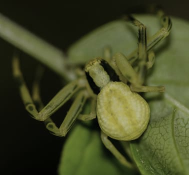 Yellow Flower Crab spider - Runcinia grammica