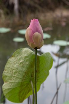 Pink lotus in nature