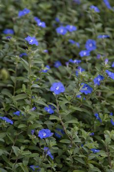 Blue forget-me-not small flower nature in garden