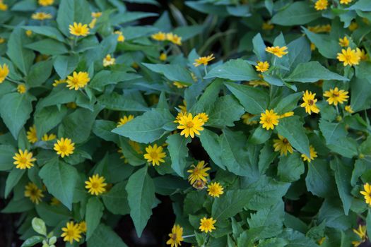 Little yellow star flower in nature