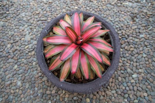 Bromeliads plant in plastic pot with stone field