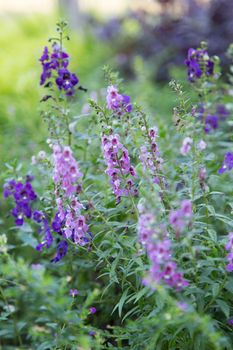 beautiful violet flower in nature garden