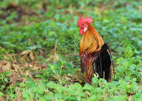 Image of cock in green field.