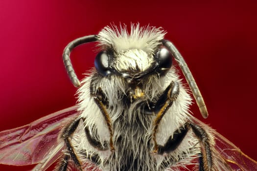 Grey Mining Bee on red Background  -  Andrena cineraria (Linnaeus, 1758)