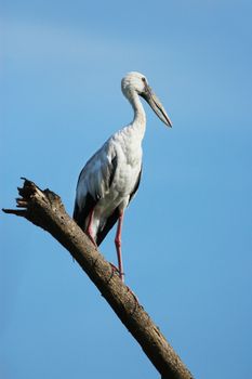 Image of stork perched on tree branch