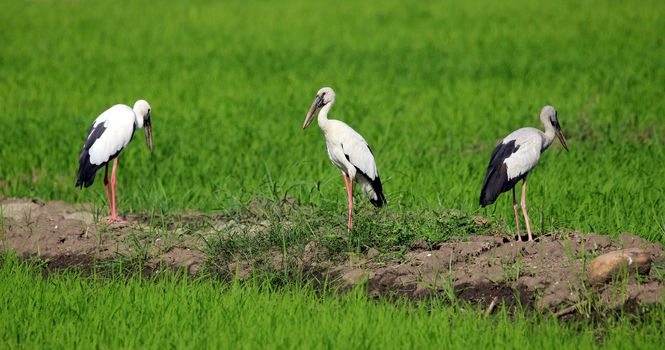 Image of group stork on nature background