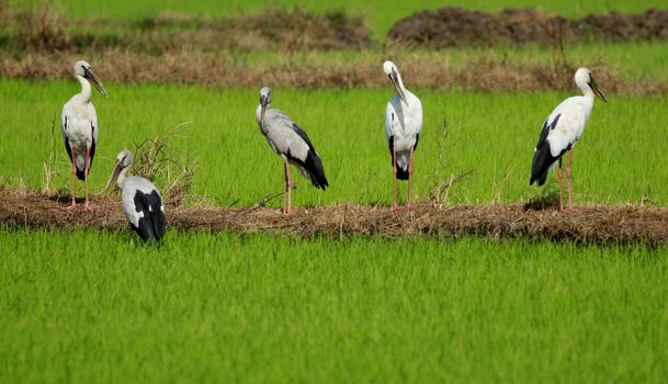 Image of group stork on nature background