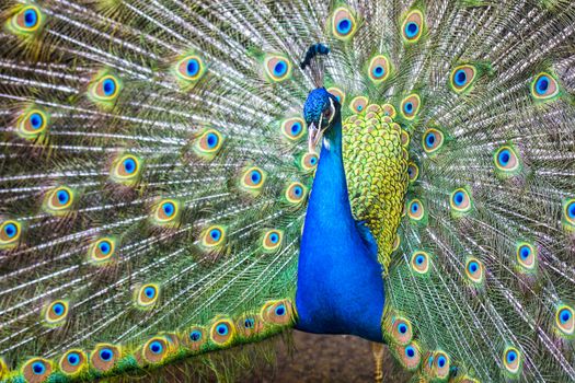 Blue India Peafowl - Pavo cristatus (Linnaeus, 1758)