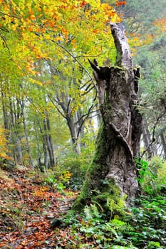 Old tree in forest