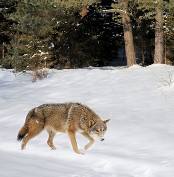 Beautiful wild gray wolf in winter