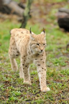 Young lynx