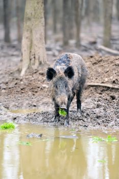 Wild boar