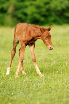 Baby horse in grass