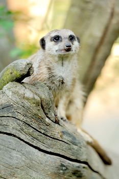 A meerkat standing upright and looking alert