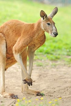 Kangaroo