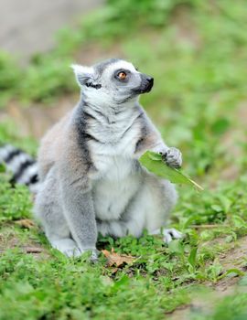 Young ring-tailed lemur