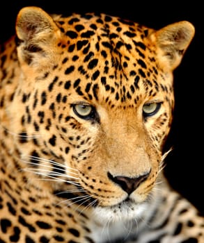 Leopard portrait