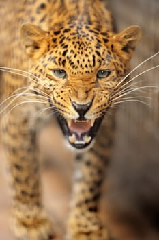 Leopard