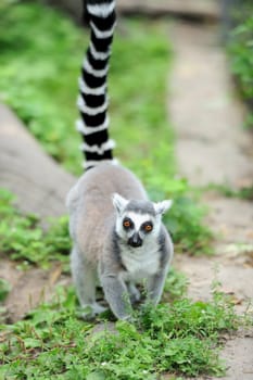 Young ring-tailed lemur