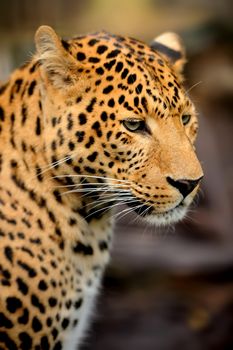 Leopard