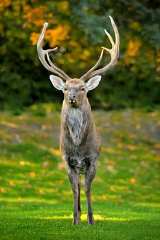 Beautiful image of red deer